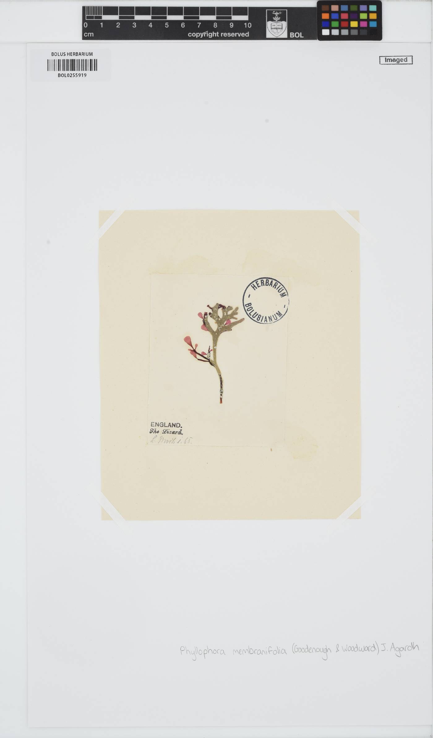 Phyllophora image