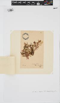 Phyllophora heredia image