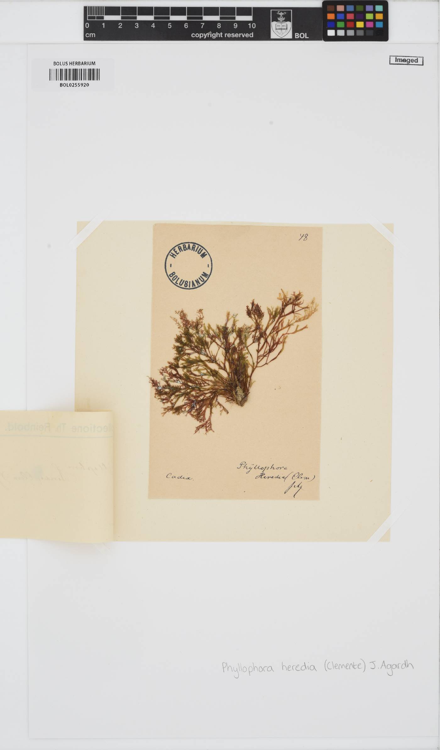 Phyllophora image