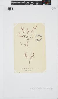 Phyllophora heredia image