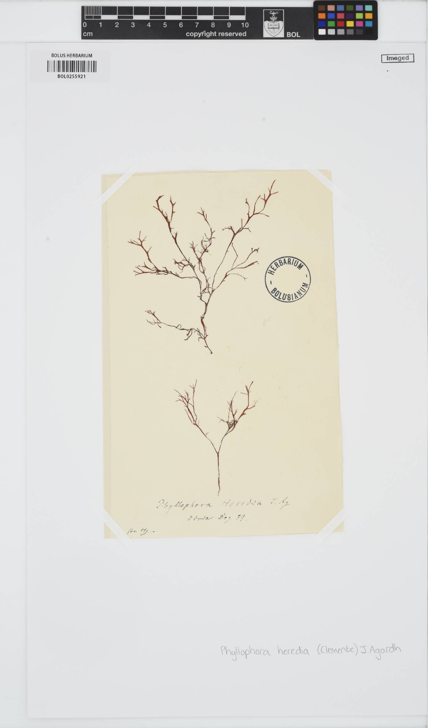 Phyllophora heredia image