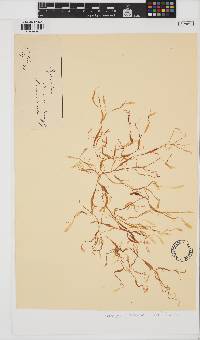 Coccotylus brodiei image