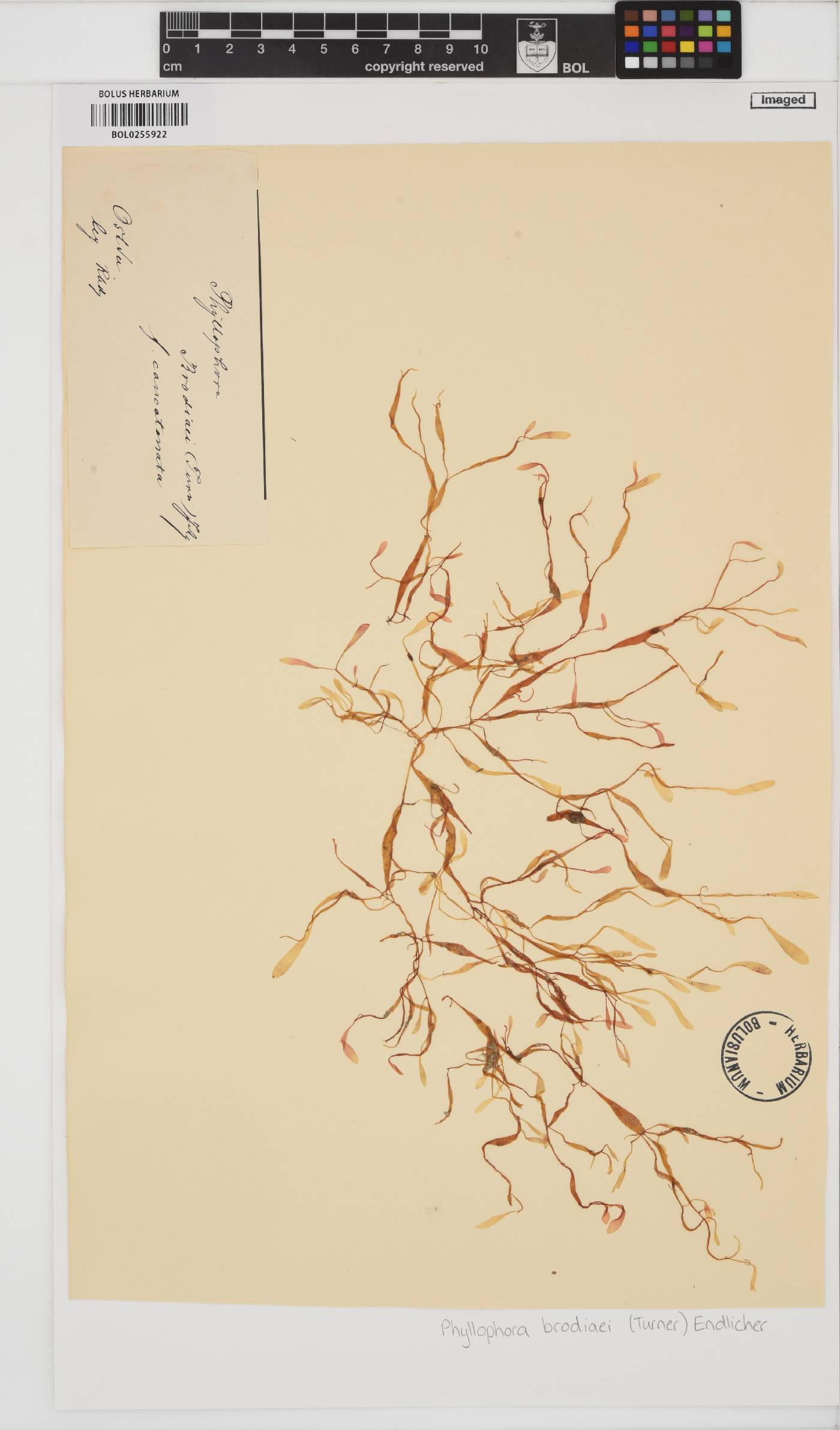 Coccotylus brodiei image