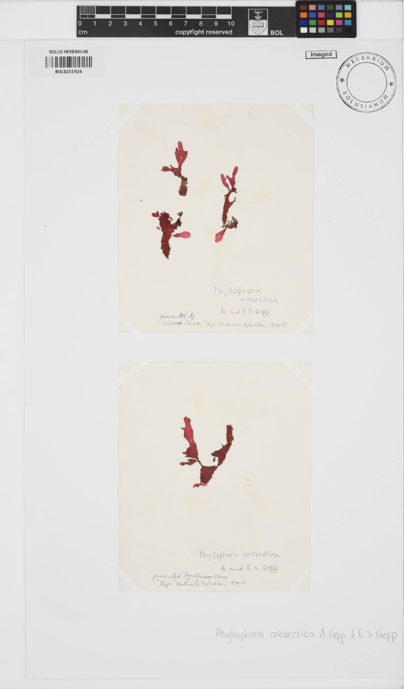 Phyllophora antarctica image