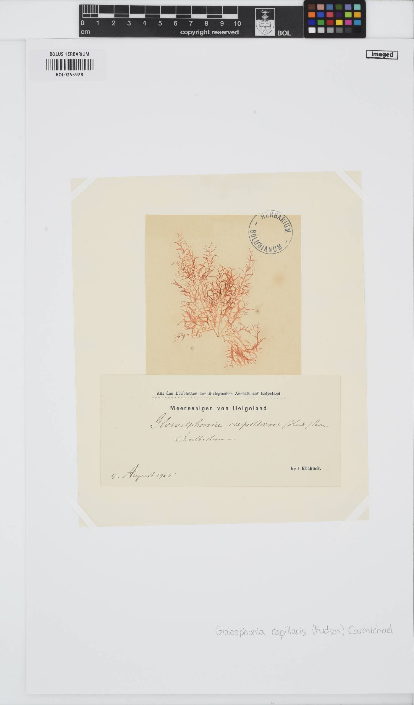 Gloiosiphonia capillaris image