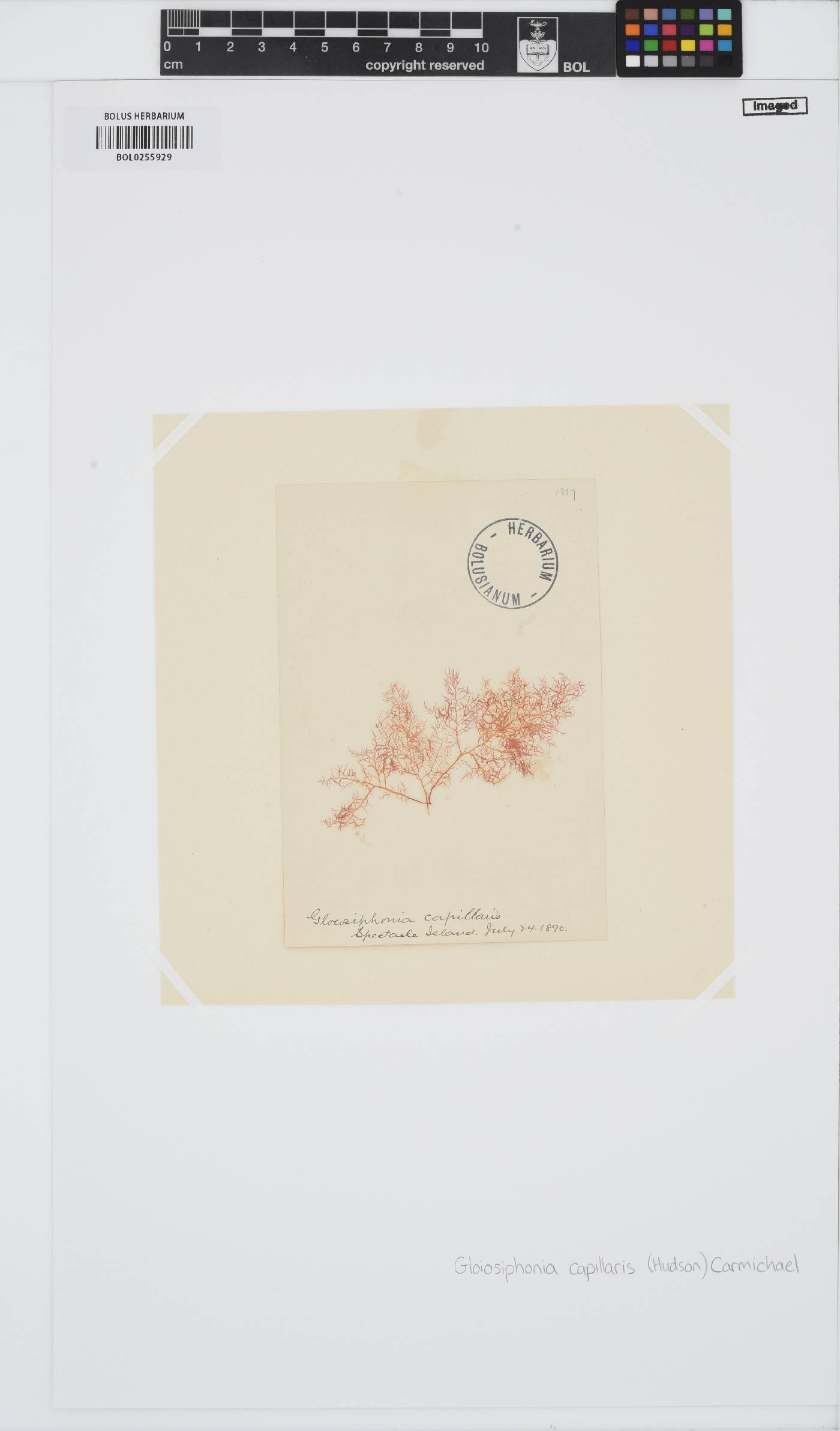 Gloiosiphonia capillaris image