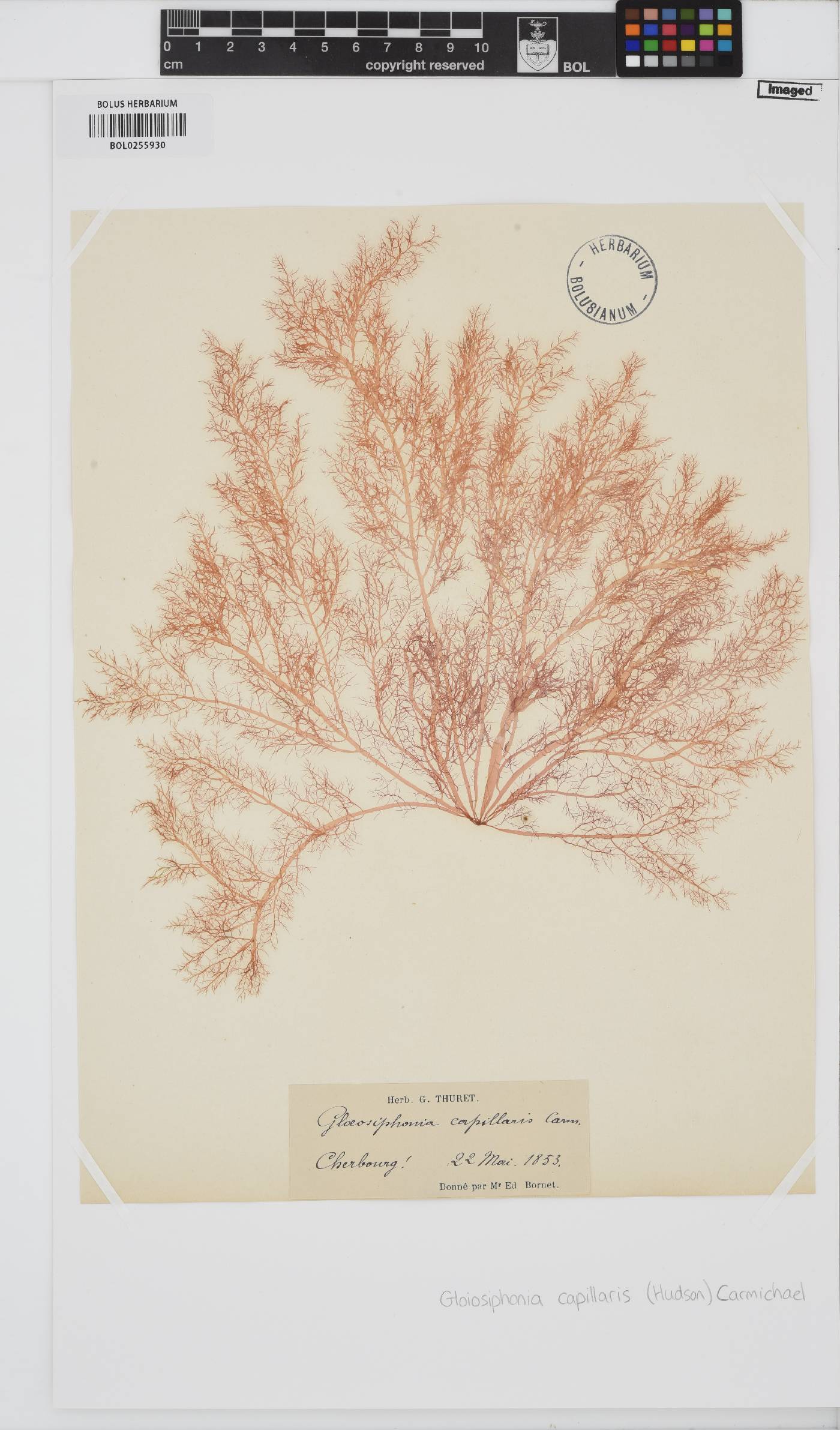 Gloiosiphoniaceae image
