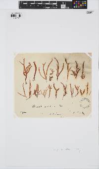 Gloiopeltis furcata image