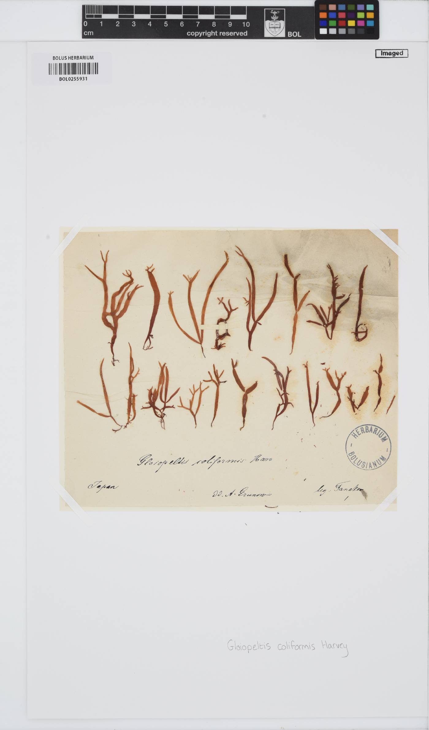 Endocladiaceae image