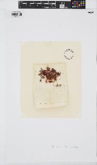 Gloiopeltis furcata image