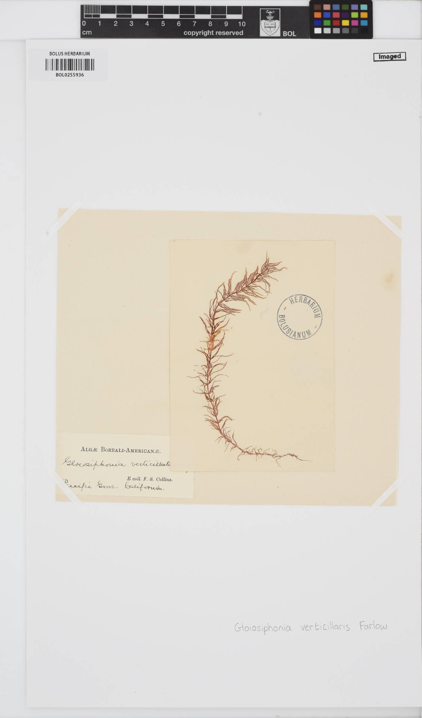 Gloiosiphonia verticillaris image
