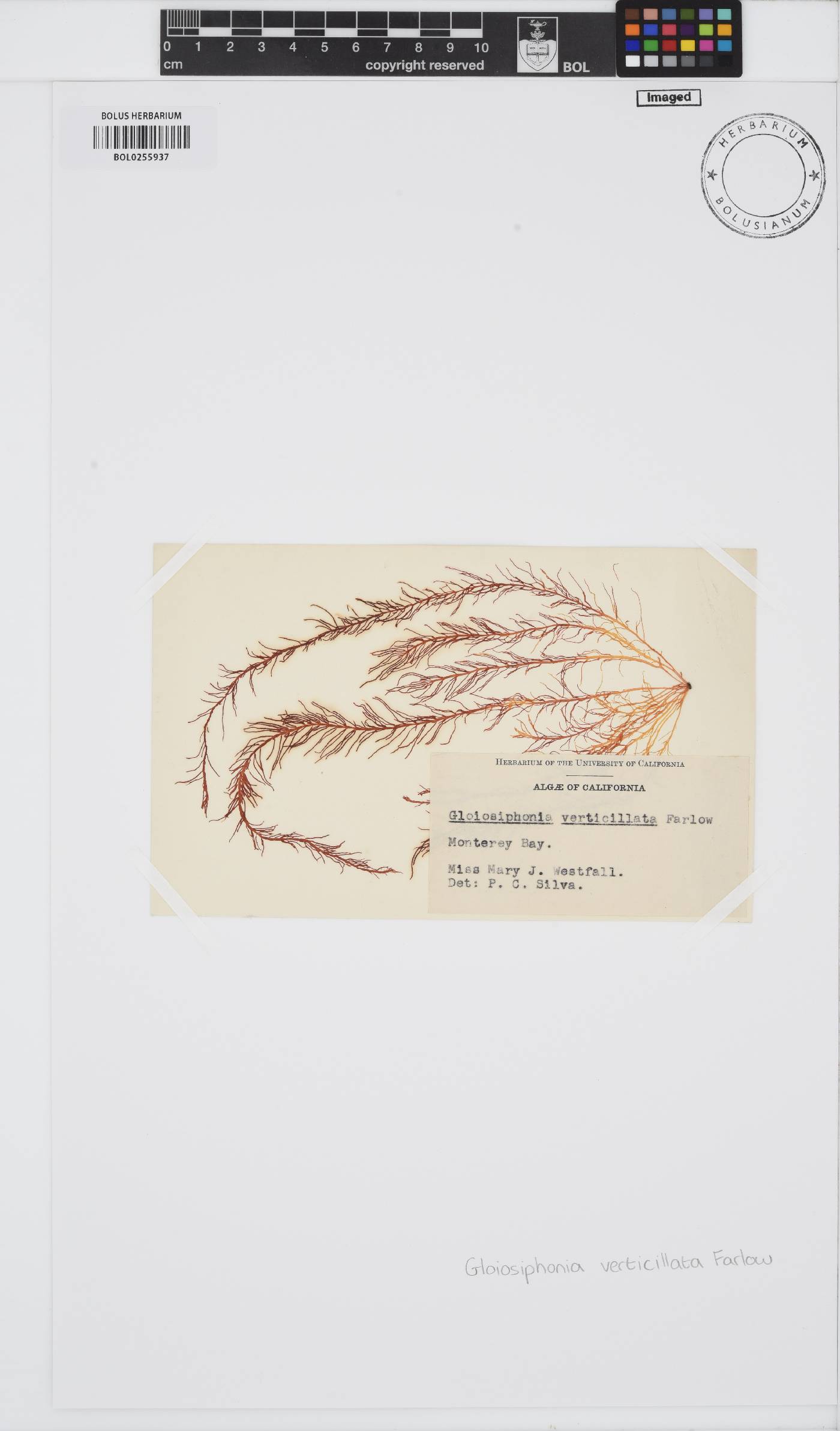 Gloiosiphonia image