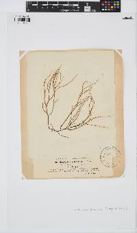 Gracilaria bursa-pastoris image