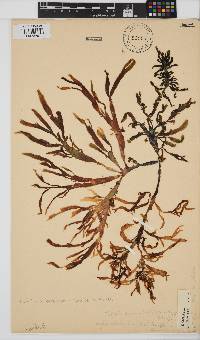 Gracilaria denticulata image