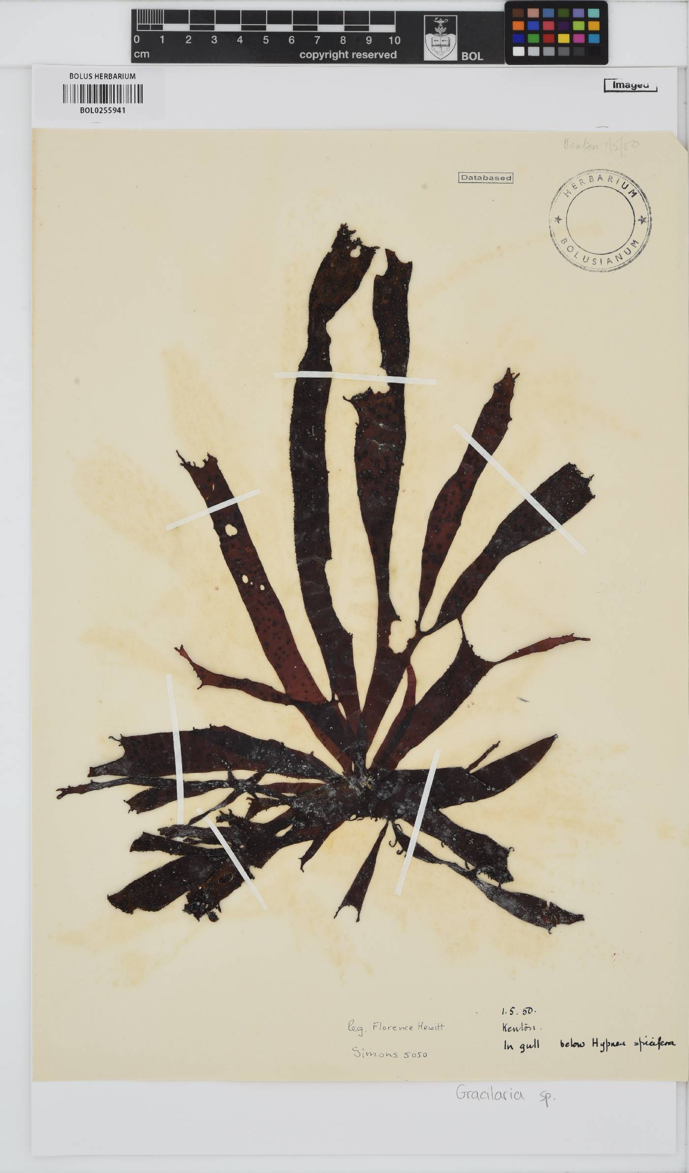 Gracilariaceae image