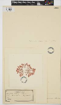 Plocamium angustum image