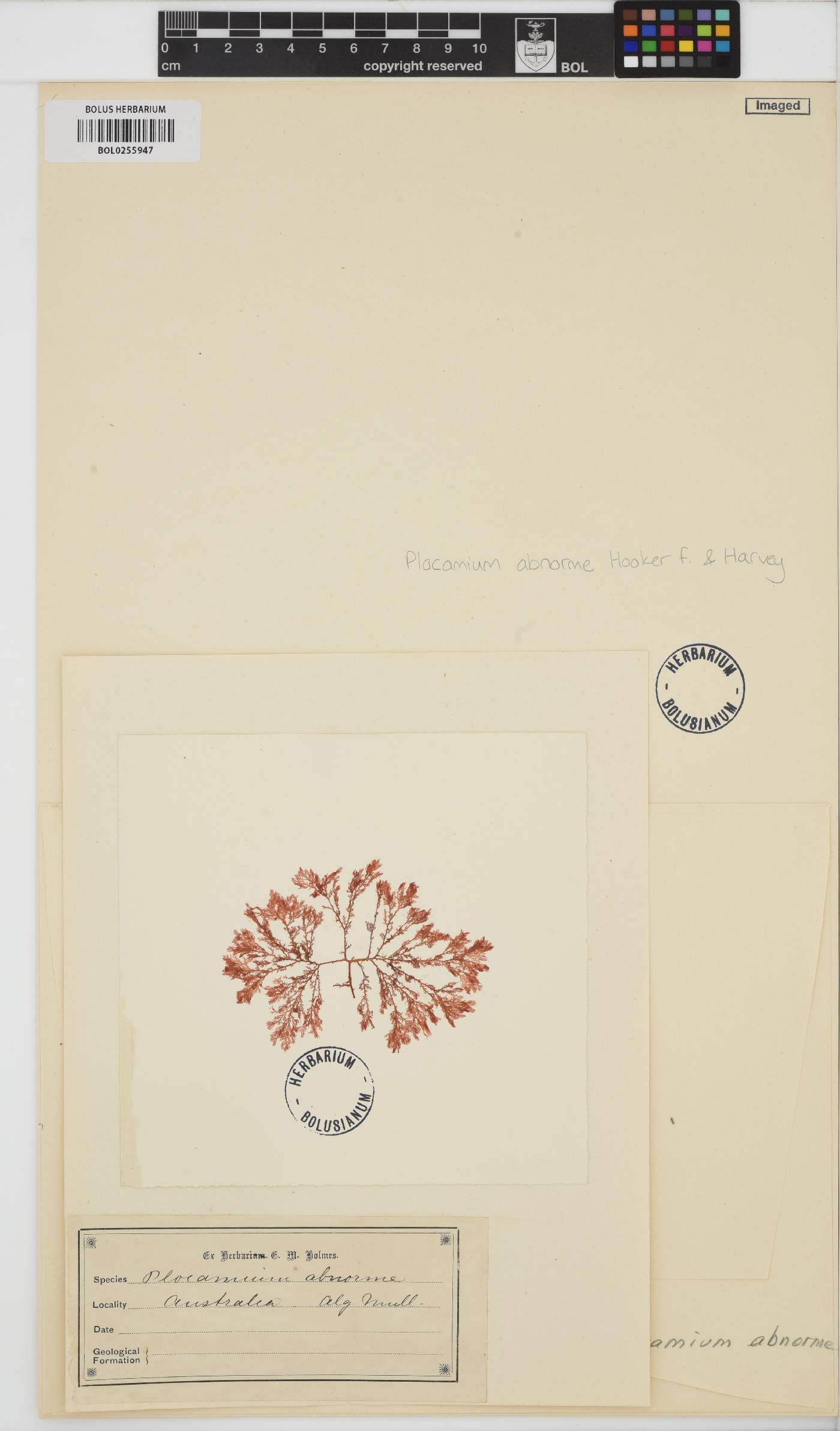 Plocamium angustum image