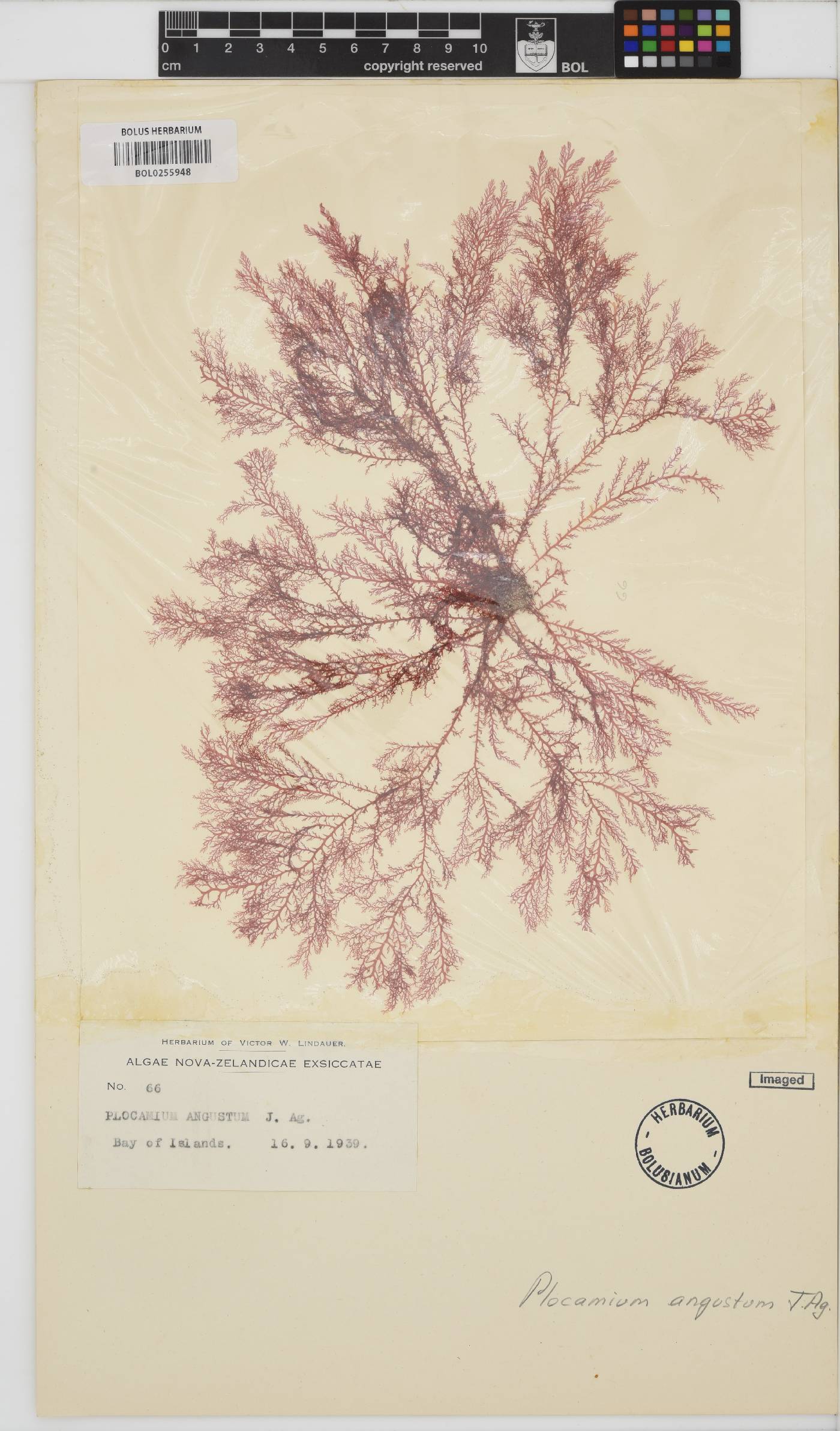 Plocamium angustum image