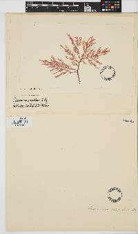 Plocamium angustum image