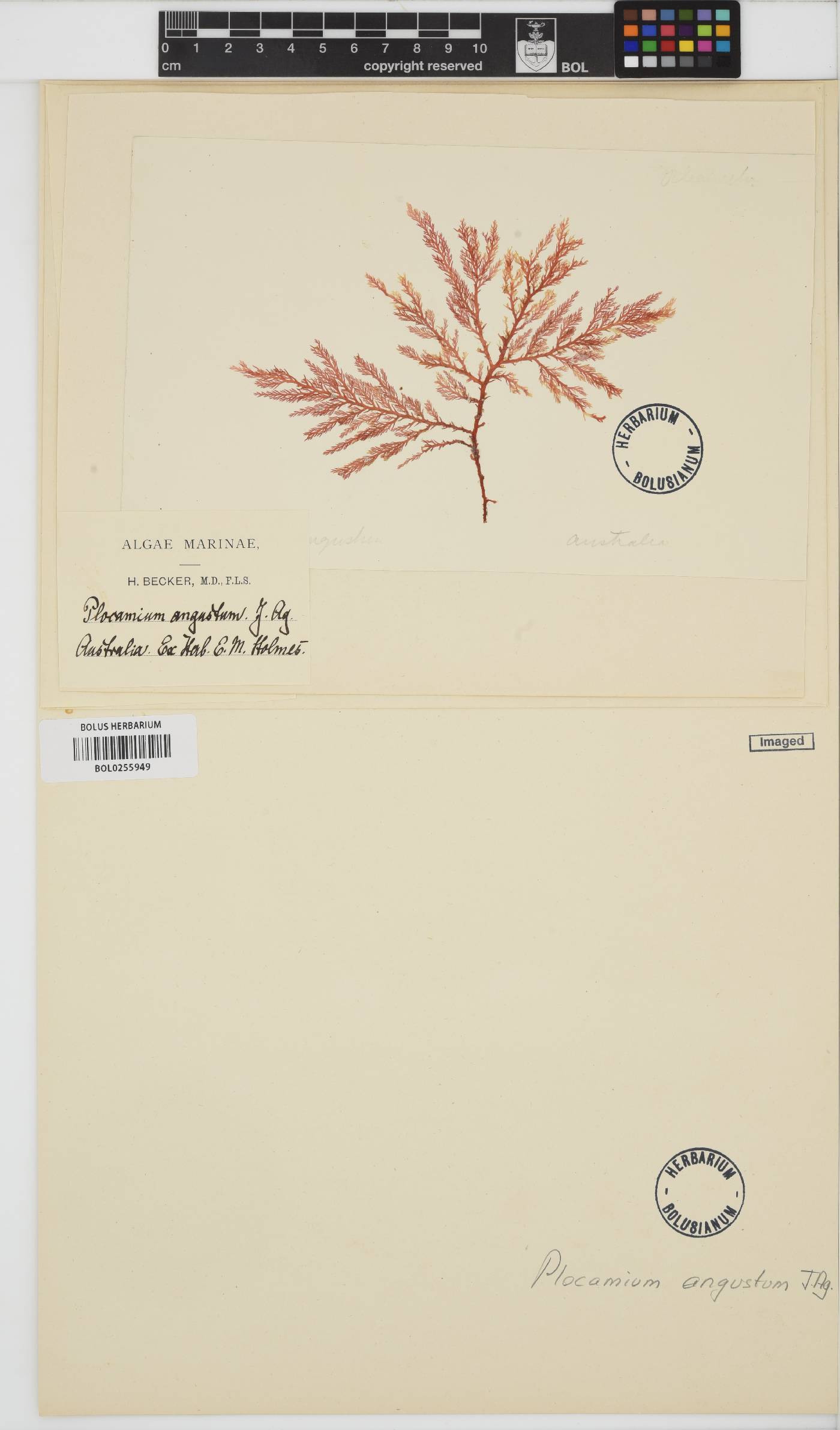 Plocamium angustum image