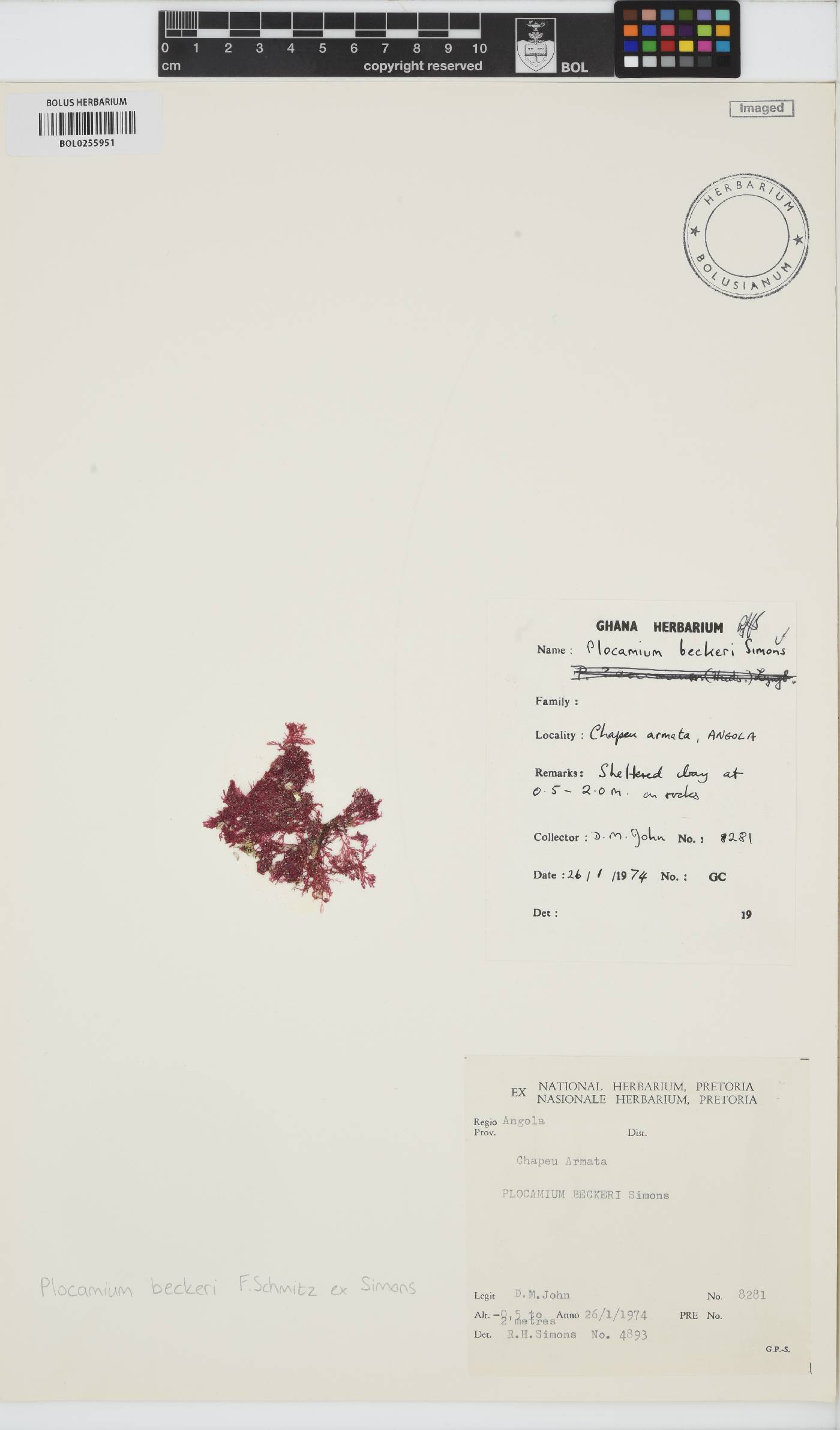 Plocamium beckeri image