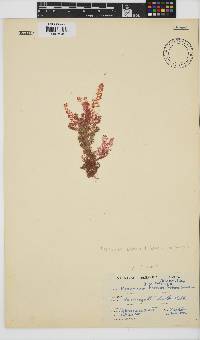 Plocamium beckeri image