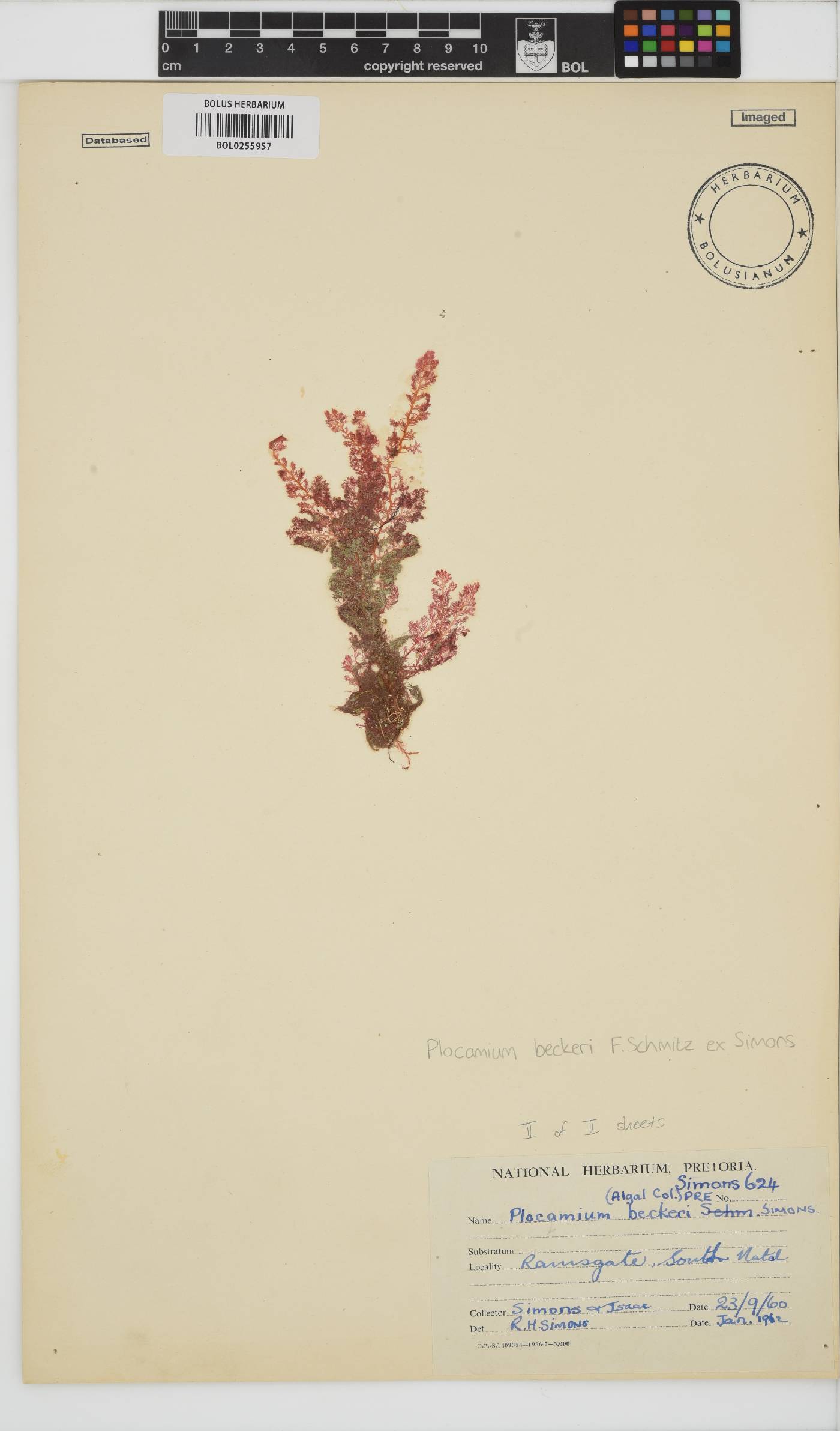 Plocamium beckeri image