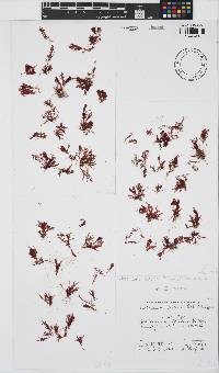 Plocamium beckeri image