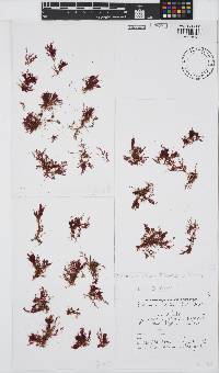 Plocamium beckeri image