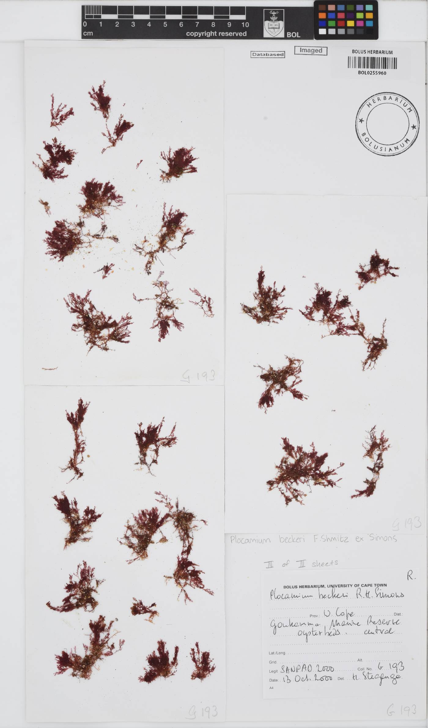 Plocamiaceae image