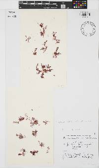 Plocamium beckeri image