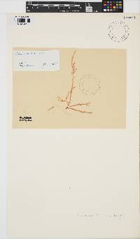 Plocamium cartilagineum image