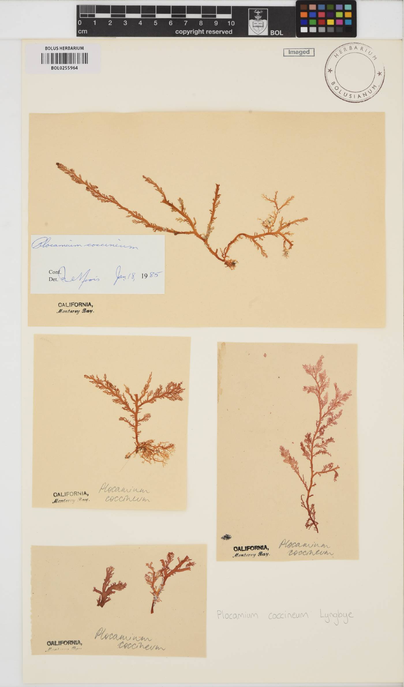Plocamium cartilagineum image