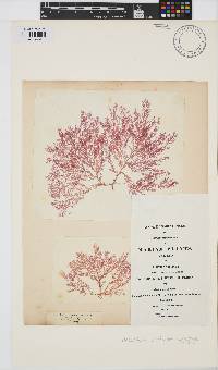 Plocamium cartilagineum image