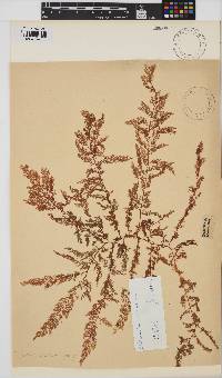 Plocamium cartilagineum image