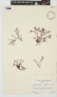 Plocamium cartilagineum image