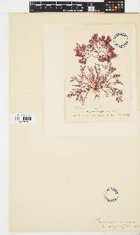 Plocamium cartilagineum image
