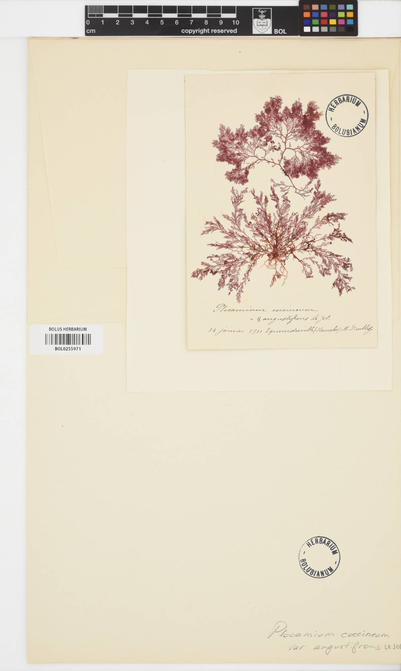 Plocamium cartilagineum image