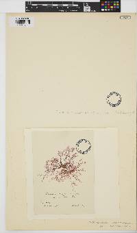 Plocamium cartilagineum image
