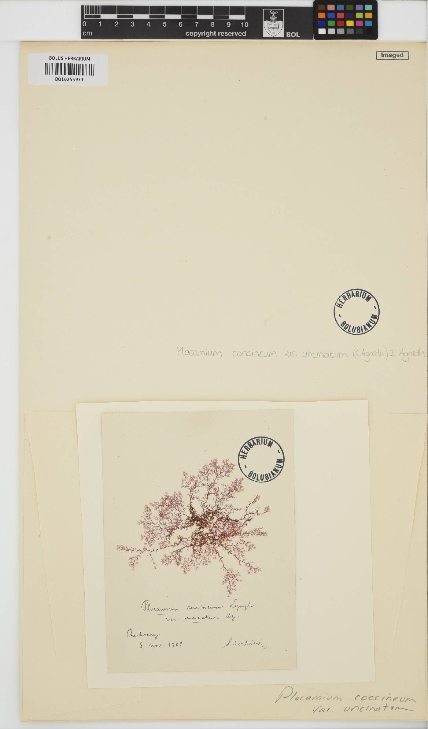Plocamium cartilagineum image