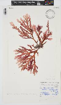 Plocamium corallorhiza image