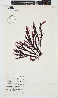 Plocamium corallorhiza image