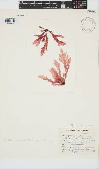 Plocamium corallorhiza image
