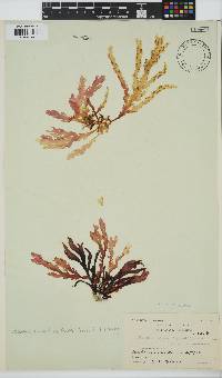 Plocamium corallorhiza image