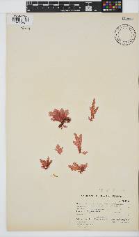 Plocamium corallorhiza image