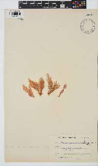 Plocamium corallorhiza image