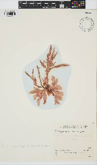 Plocamium corallorhiza image