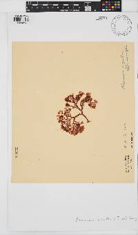 Plocamium cornutum image
