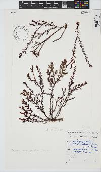 Plocamium cornutum image