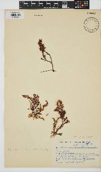 Plocamium cornutum image